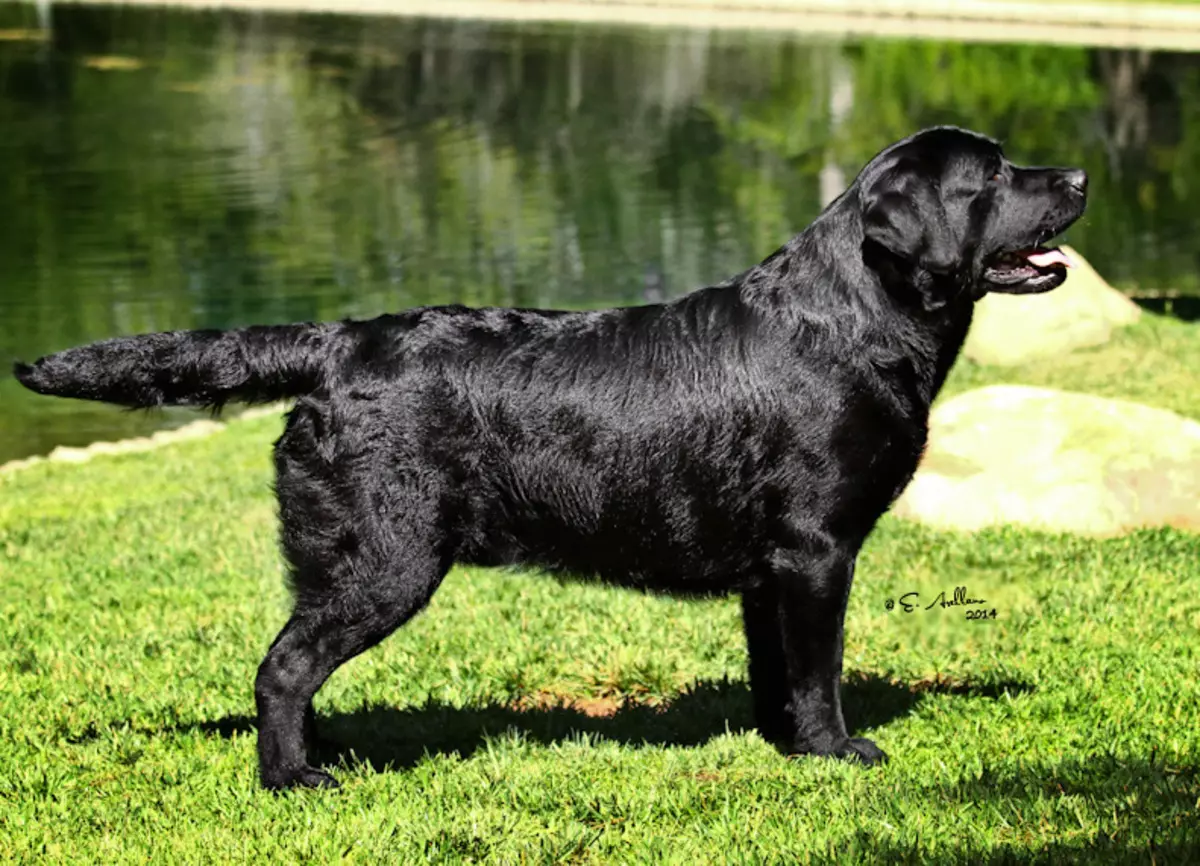Labrador đen (43 ảnh): Nhân vật của chó và chó con trưởng thành, biệt danh cho các cô gái và bé trai màu đen, thực phẩm và mô tả của giống 22940_14