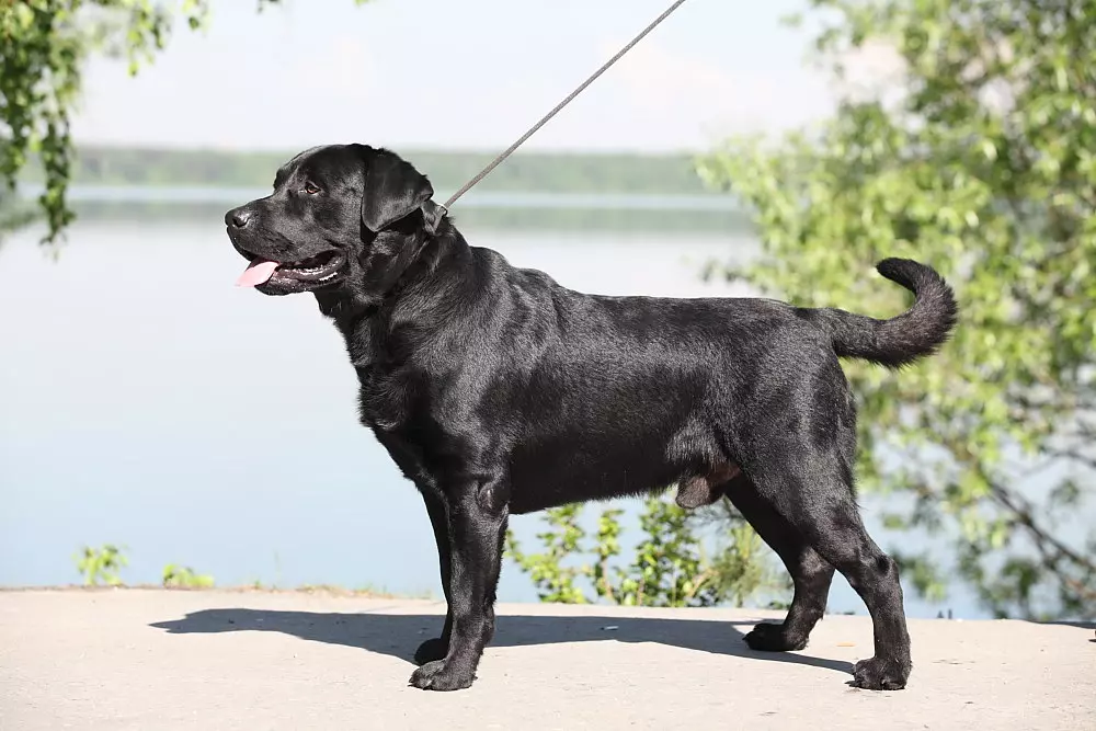Μαύρο Labrador (43 φωτογραφίες): Χαρακτήρας των ενηλίκων σκύλων και κουταβιών, ψευδώνυμα για κορίτσια και αγόρια μαύρα, τρόφιμα και περιγραφή της φυλής 22940_15