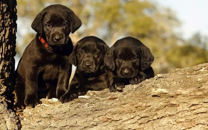 Black Labrador (43 foto): Watak anjing dewasa dan anak anjing, nama samaran untuk kanak-kanak perempuan dan kanak-kanak lelaki hitam, makanan dan perihalan baka 22940_16