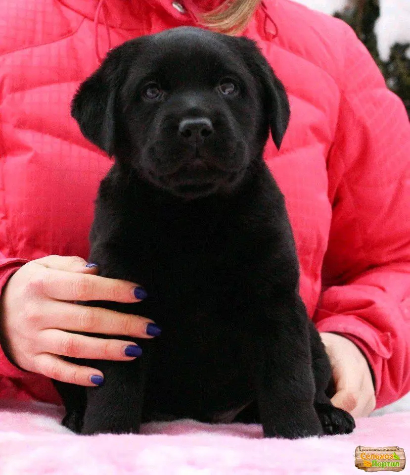 Czarny Labrador (43 zdjęcia): Charakter dorosłych psów i szczeniąt, pseudonime dla dziewcząt i chłopców czarnych, jedzenia i opisu rasy 22940_25