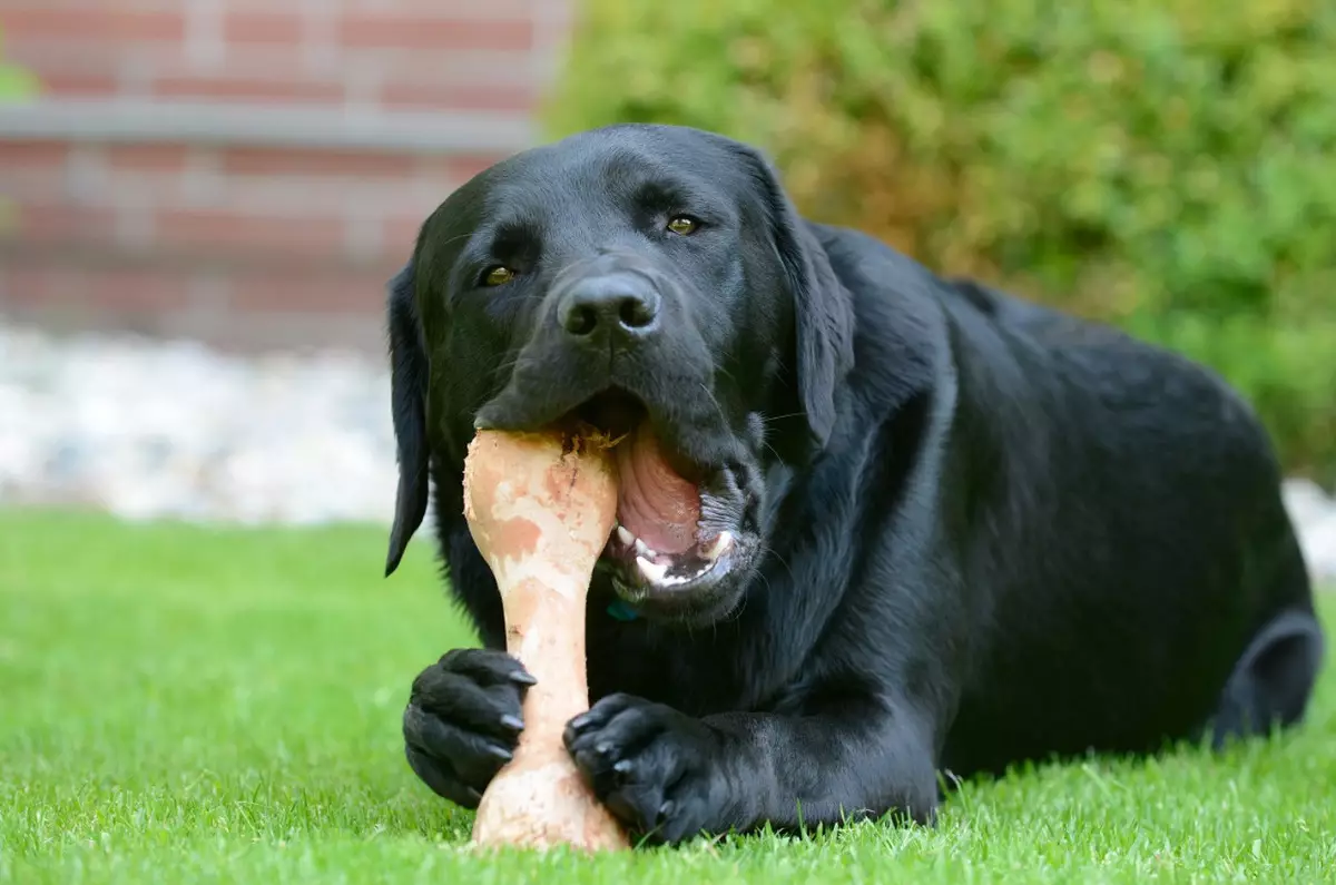 Labrador đen (43 ảnh): Nhân vật của chó và chó con trưởng thành, biệt danh cho các cô gái và bé trai màu đen, thực phẩm và mô tả của giống 22940_29