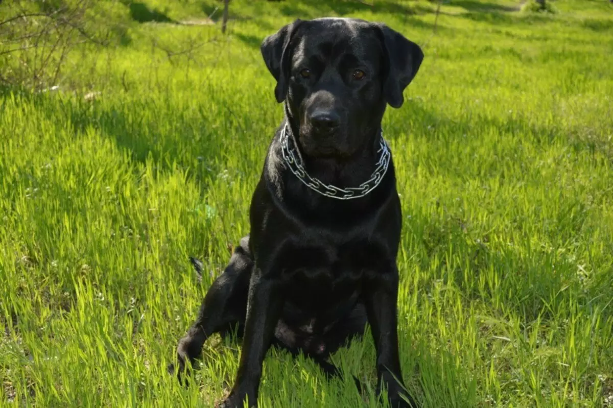 Black Labrador (43 fotot): Täiskasvanud koerte ja kutsikate iseloom, hüüdnimed tüdrukutele ja mustadele, toidule ja tõu kirjeldusele 22940_3