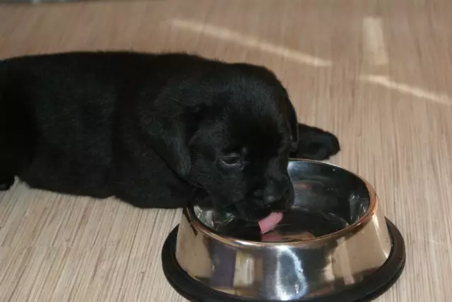 Black Labrador (43 fotot): Täiskasvanud koerte ja kutsikate iseloom, hüüdnimed tüdrukutele ja mustadele, toidule ja tõu kirjeldusele 22940_30