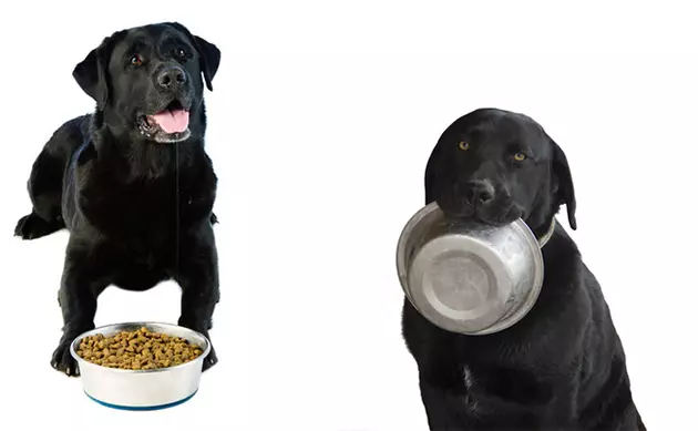 黑色拉布拉多（43张照片）：成人狗和小狗的性格，女孩和黑色的男孩的绰号，食物和品种的描述 22940_32