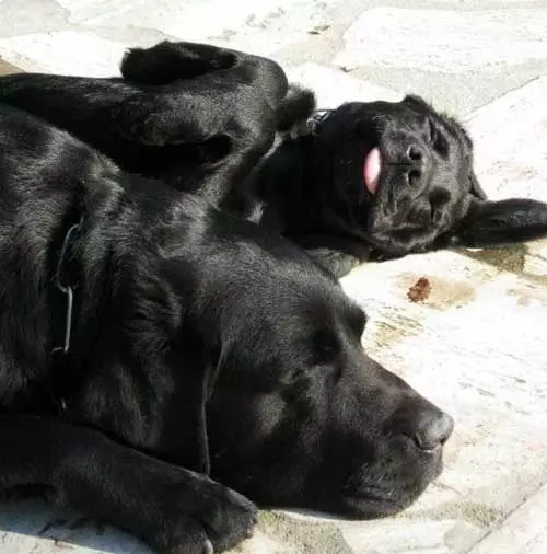 Black Labrador (43 foto): Watak anjing dewasa dan anak anjing, nama samaran untuk kanak-kanak perempuan dan kanak-kanak lelaki hitam, makanan dan perihalan baka 22940_37