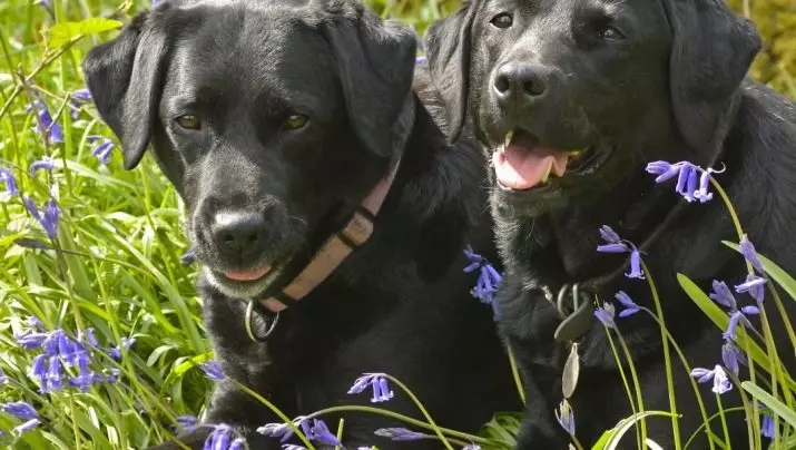 Black Labrador (43 foto): Watak anjing dewasa dan anak anjing, nama samaran untuk kanak-kanak perempuan dan kanak-kanak lelaki hitam, makanan dan perihalan baka 22940_38