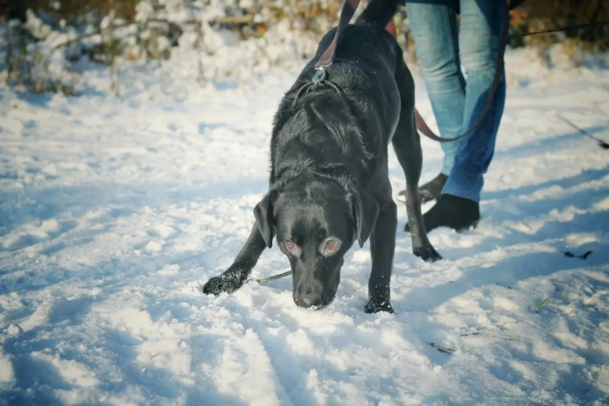 Μαύρο Labrador (43 φωτογραφίες): Χαρακτήρας των ενηλίκων σκύλων και κουταβιών, ψευδώνυμα για κορίτσια και αγόρια μαύρα, τρόφιμα και περιγραφή της φυλής 22940_43