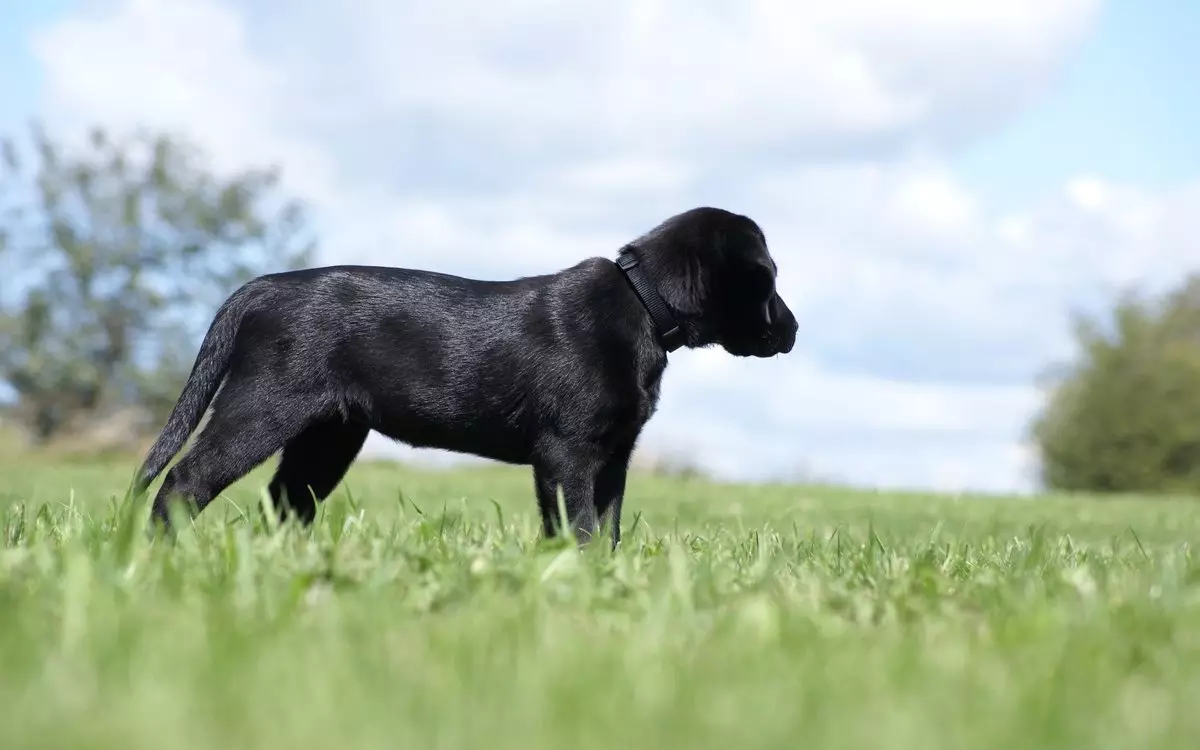 Black Labrador (43 foto): Watak anjing dewasa dan anak anjing, nama samaran untuk kanak-kanak perempuan dan kanak-kanak lelaki hitam, makanan dan perihalan baka 22940_5