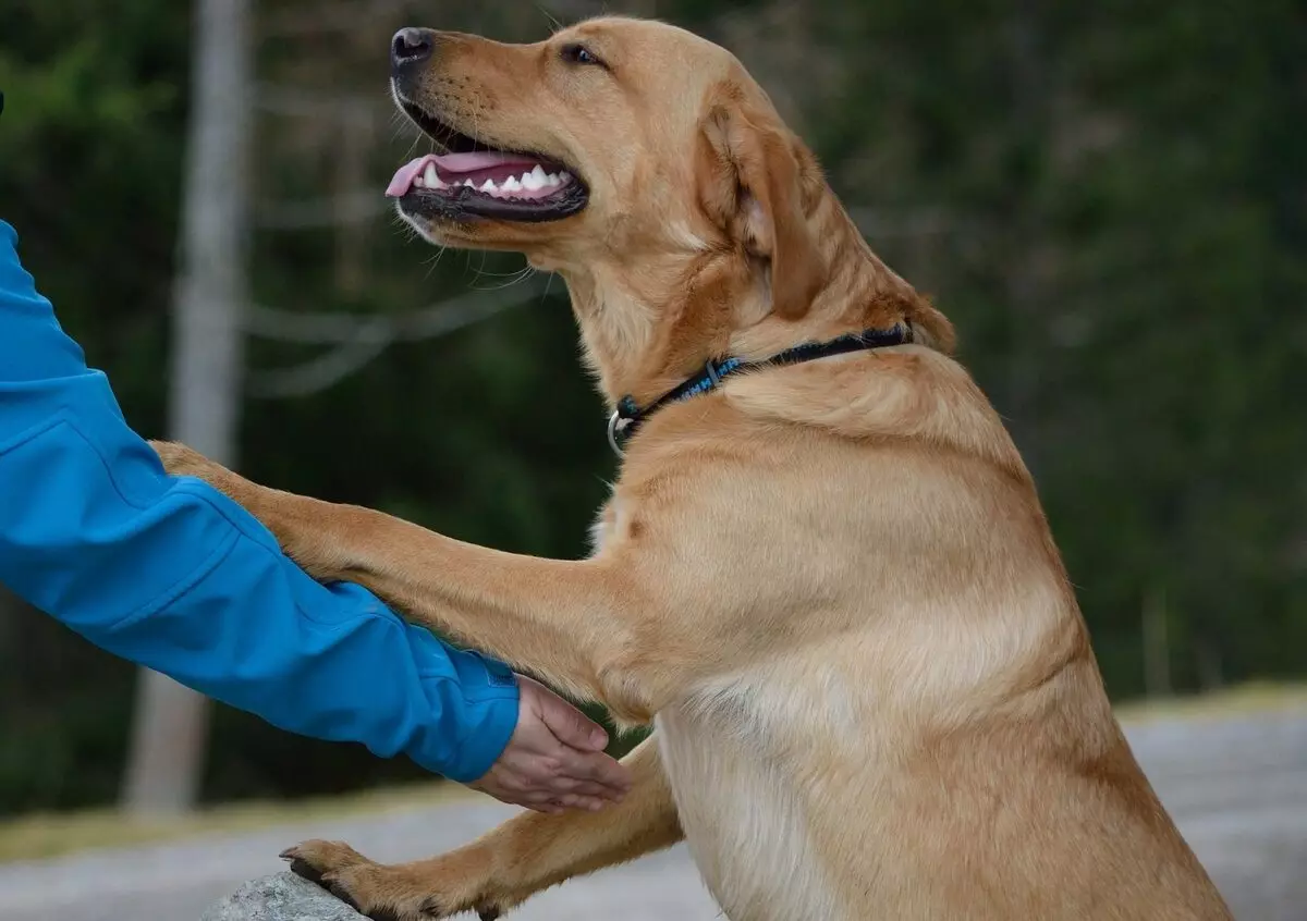Merawat Labrador: Bagaimana cara merawat anak anjing di rumah? Konten anjing di jalan dan di rumah pribadi. Apakah mungkin mengandung seekor anjing di musim dingin di aviary? 22941_4