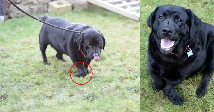 Dwarf Labrador (22 Mga Litrato): Deskripsyon sa gagmay nga mga iro sa Labrador Breed, ang kinaiya sa mini-labrators. Giunsa ang pag-atiman sa mga miniature nga mga itoy? 22943_14