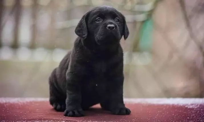 Dwarf Labrador (Amafoto 22): Ibisobanuro byimbwa nto za librador ubwoko, imiterere ya mini-labradors. Nigute wakwita kubibwana bike? 22943_21