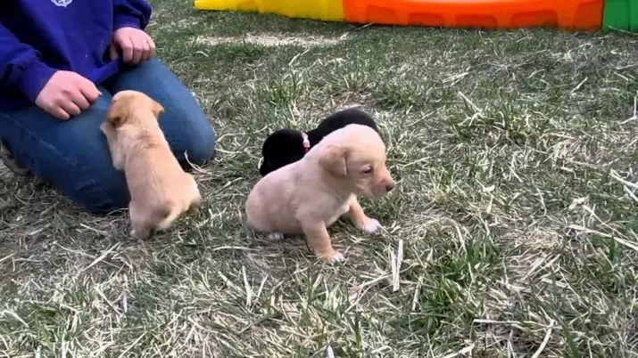 Dwarf Labrador (Amafoto 22): Ibisobanuro byimbwa nto za librador ubwoko, imiterere ya mini-labradors. Nigute wakwita kubibwana bike? 22943_22