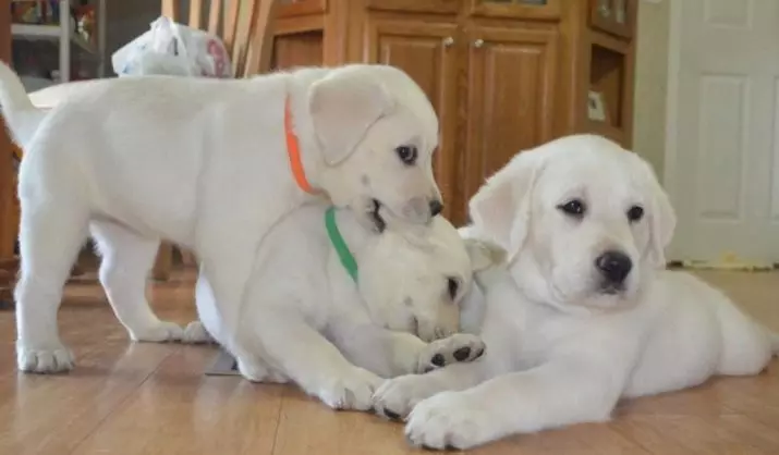 Dwarf Labrador (Amafoto 22): Ibisobanuro byimbwa nto za librador ubwoko, imiterere ya mini-labradors. Nigute wakwita kubibwana bike? 22943_3