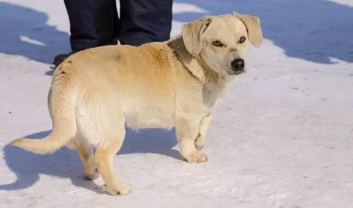 Labrador Dwarf (22 poze): descrierea mici câini din rasa Labrador, caracterul mini-Labradorii. Cum să aibă grijă de pui in miniatura? 22943_5