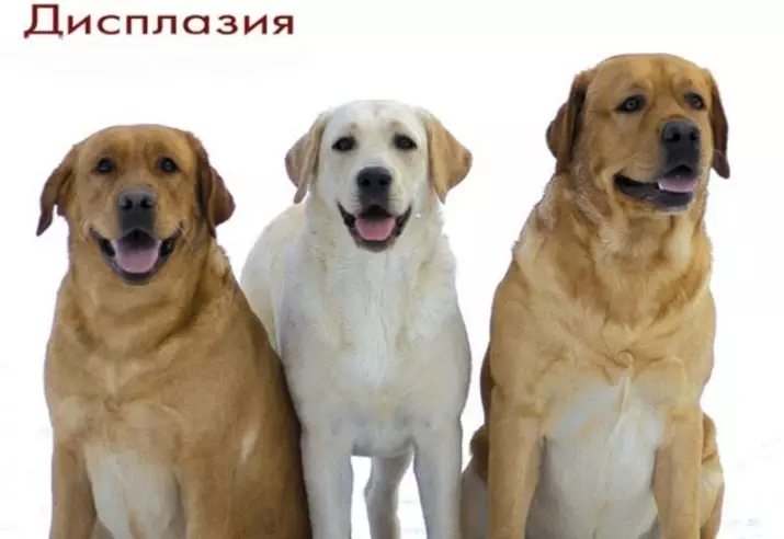 Labrador Dwarf (22 poze): descrierea mici câini din rasa Labrador, caracterul mini-Labradorii. Cum să aibă grijă de pui in miniatura? 22943_6
