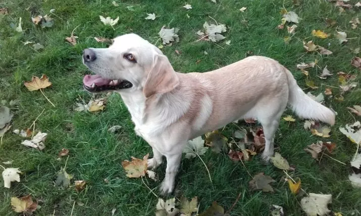 Dwarf Labrador (Amafoto 22): Ibisobanuro byimbwa nto za librador ubwoko, imiterere ya mini-labradors. Nigute wakwita kubibwana bike? 22943_7