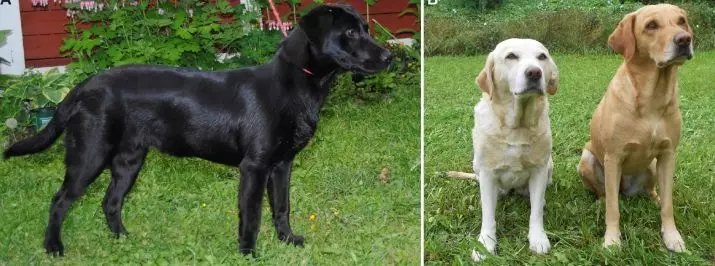 Labrador Dwarf (22 poze): descrierea mici câini din rasa Labrador, caracterul mini-Labradorii. Cum să aibă grijă de pui in miniatura? 22943_8