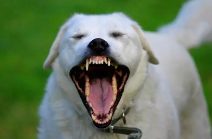 Dwarf Labrador (22 Mga Litrato): Deskripsyon sa gagmay nga mga iro sa Labrador Breed, ang kinaiya sa mini-labrators. Giunsa ang pag-atiman sa mga miniature nga mga itoy? 22943_9