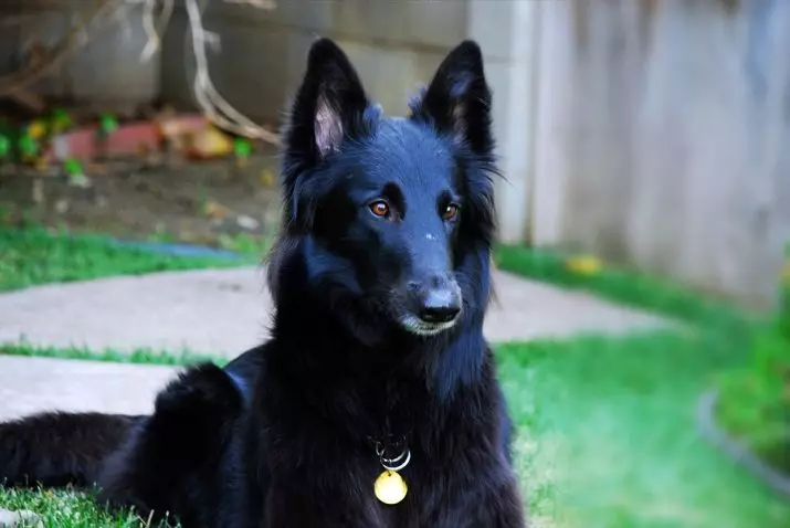 Grünendal (39 foto): Puppies nan Bèlj Shepherd, deskripsyon ak nati nan kwaze chen 22952_10