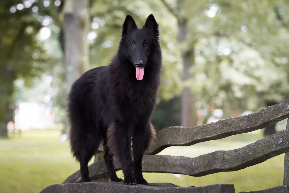 Grünendal（39写真）：ベルギーの羊飼いの子犬犬の品種の説明と性質 22952_11