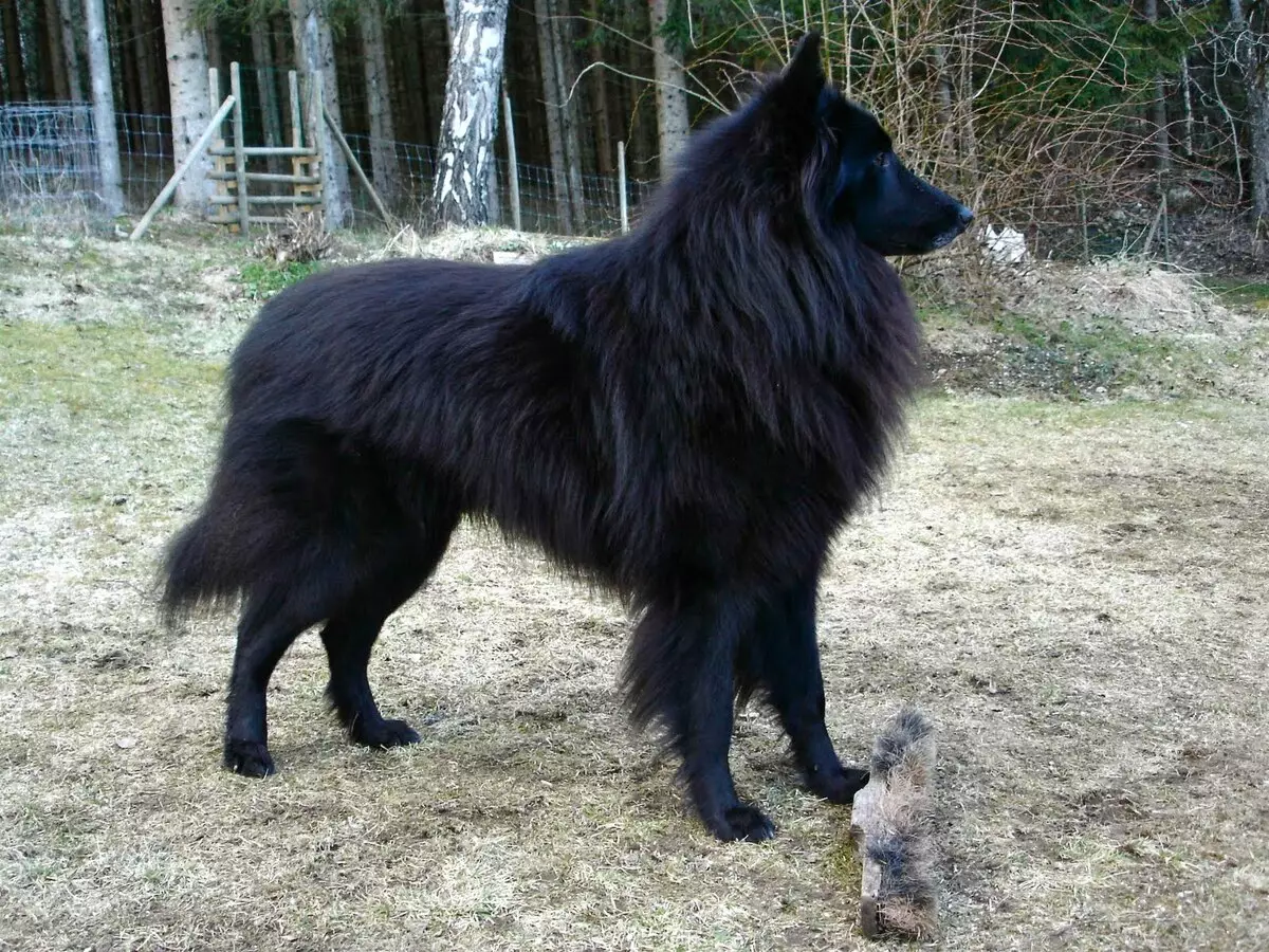 Grünendal (39 photos): Puppies of Belgian Shepherd, description and nature of dog breed 22952_12