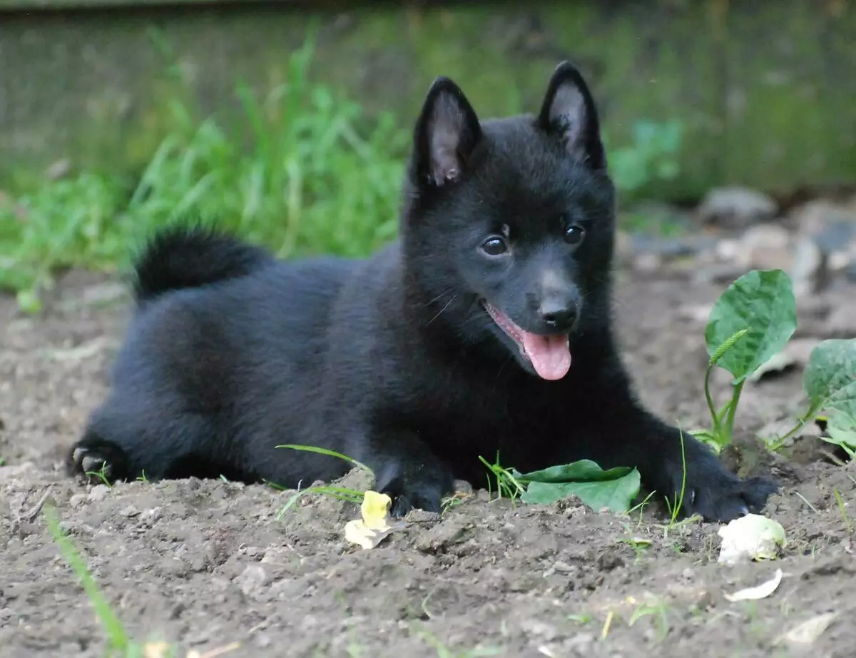 Grünendal (39 photos): Puppies ya Ubelgiji Mchungaji, maelezo na asili ya kuzaliana mbwa 22952_13