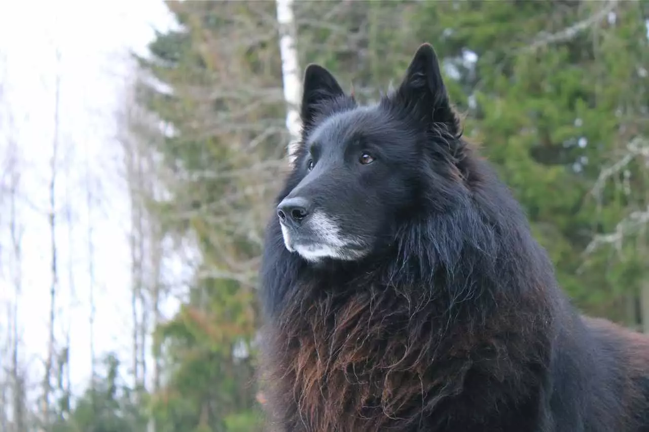 Grünendal (39 bilder): Valper av belgisk Shepherd, beskrivelse og natur av hunden rase 22952_14