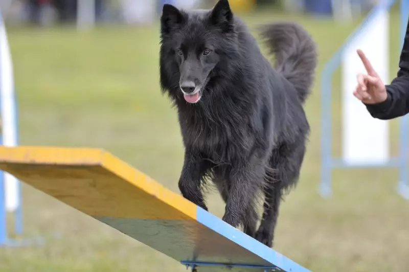 Grünendal (39 Poto): Puppies ti Shepherd Bellgia, katerangan sareng alam breed 22952_27