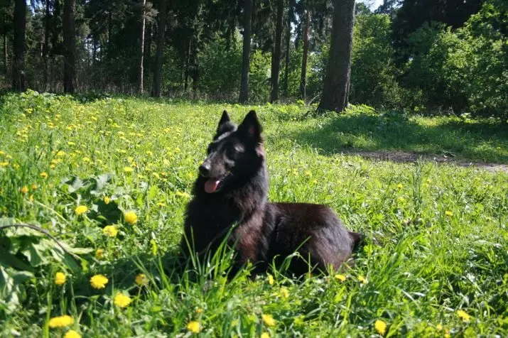 Grünendal (39 слики): Кученца белгискиот овчар, опис и природата на раса на кучиња 22952_29