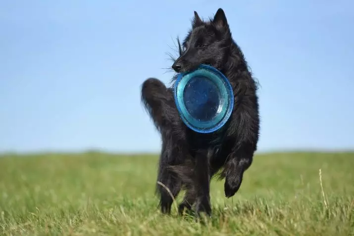 Grünendal (39 mga larawan): Mga tuta ng Belgian Shepherd, paglalarawan at likas na katangian ng lahi ng aso 22952_30