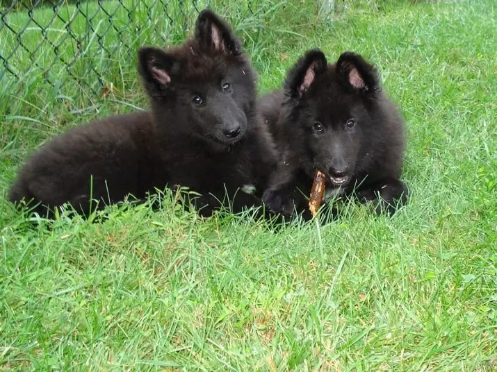 Grünendal (39 photos): Puppies of Belgian Shepherd, description and nature of dog breed 22952_39