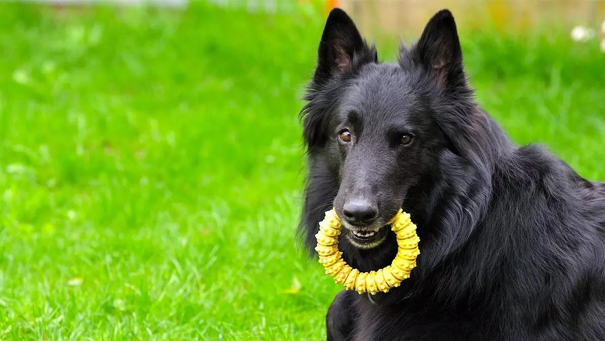 Grünendal (39 Poto): Puppies ti Shepherd Bellgia, katerangan sareng alam breed 22952_5