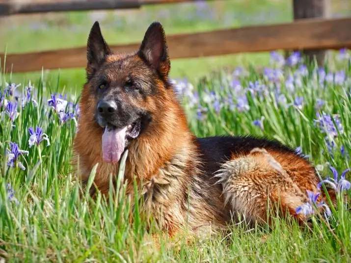 Klikken voor de Duitse herder-meisjes: populaire mooie en leuke wandelaars voor meisjes 22953_14