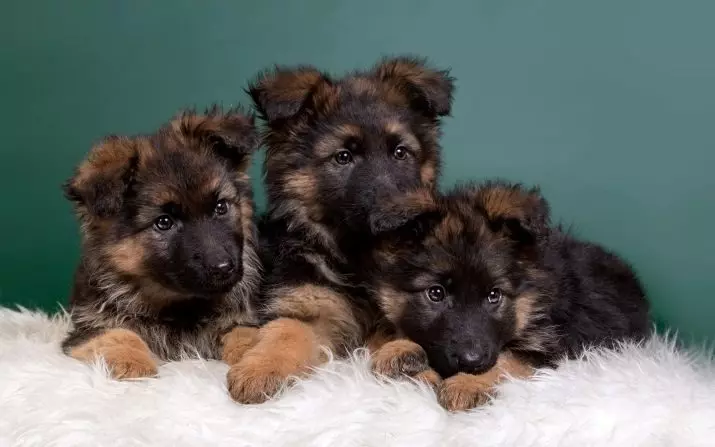 Klikken voor de Duitse herder-meisjes: populaire mooie en leuke wandelaars voor meisjes 22953_3