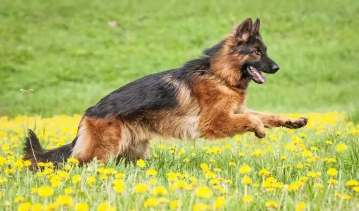 Klikken voor de Duitse herder-meisjes: populaire mooie en leuke wandelaars voor meisjes 22953_5