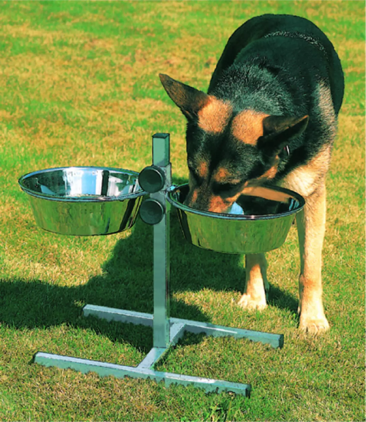 What to feed the German shepherd? Correct diet for feeding a puppy and adult German shepherd? What products can not be given? 22954_10