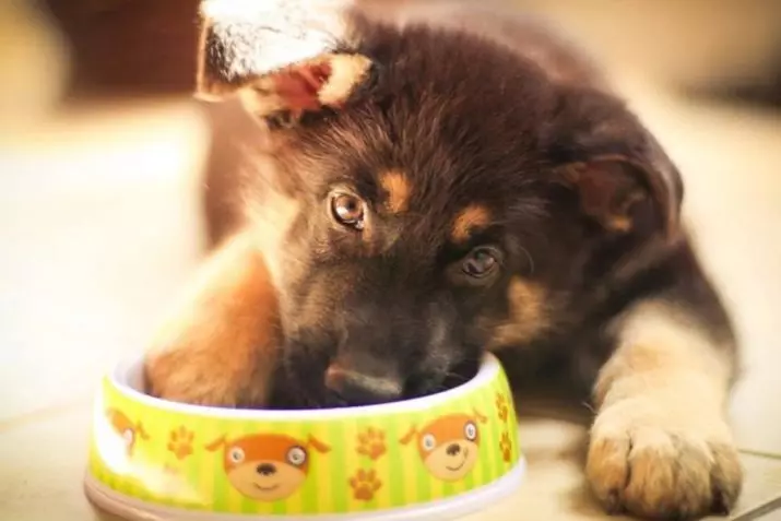 羊飼いの飼料：最高の乾燥飼料の評価。その日の送り率は？子犬を乾燥食品に翻訳する方法は？獣医師のヒント 22955_15