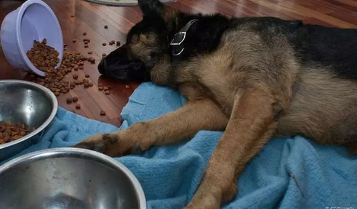 羊飼いの飼料：最高の乾燥飼料の評価。その日の送り率は？子犬を乾燥食品に翻訳する方法は？獣医師のヒント 22955_17