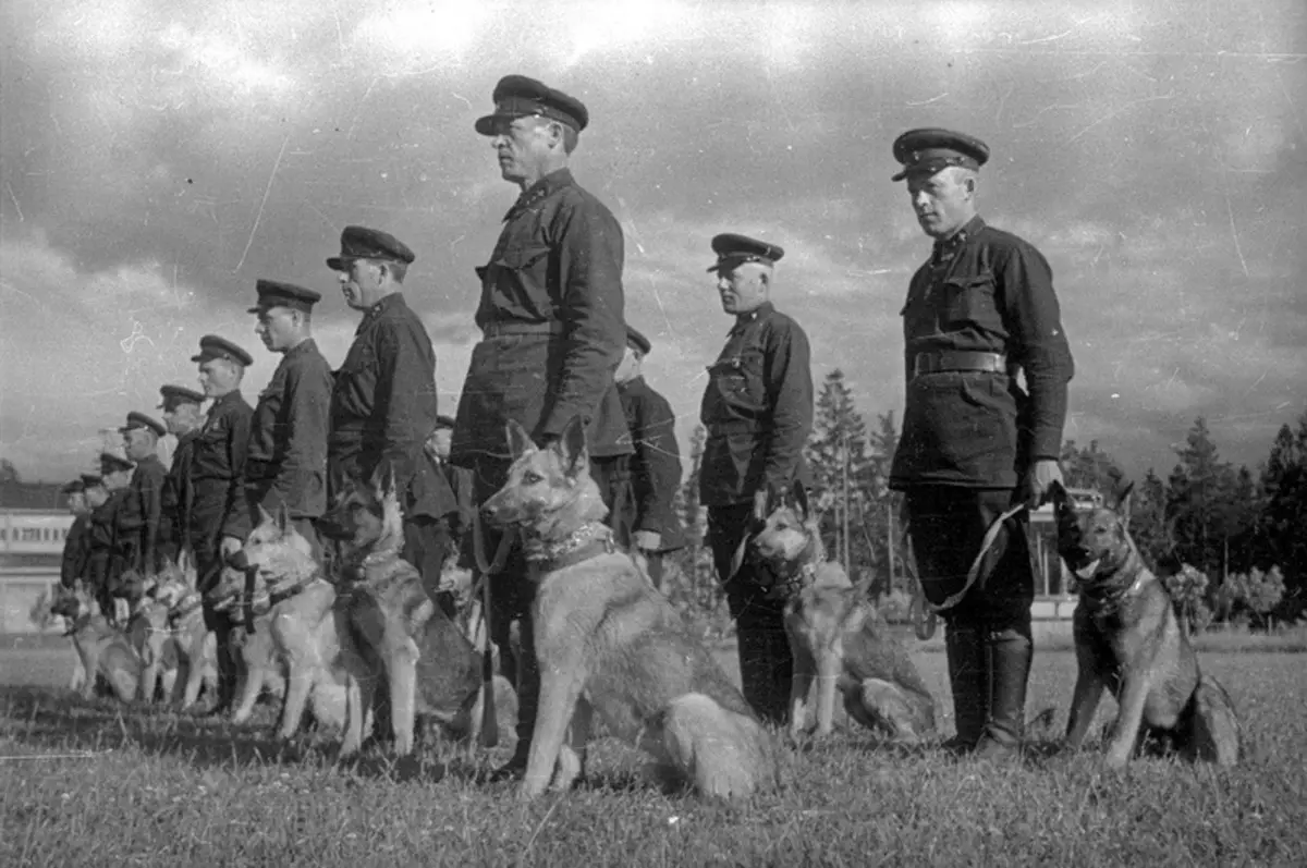 Njemački pastiri (90 fotografija): Kako izgledaju štenci? Karakteristike pasmina, opis karaktera psa, pregleda vlasništva 22956_15