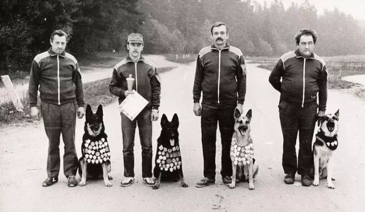 Njemački pastiri (90 fotografija): Kako izgledaju štenci? Karakteristike pasmina, opis karaktera psa, pregleda vlasništva 22956_17