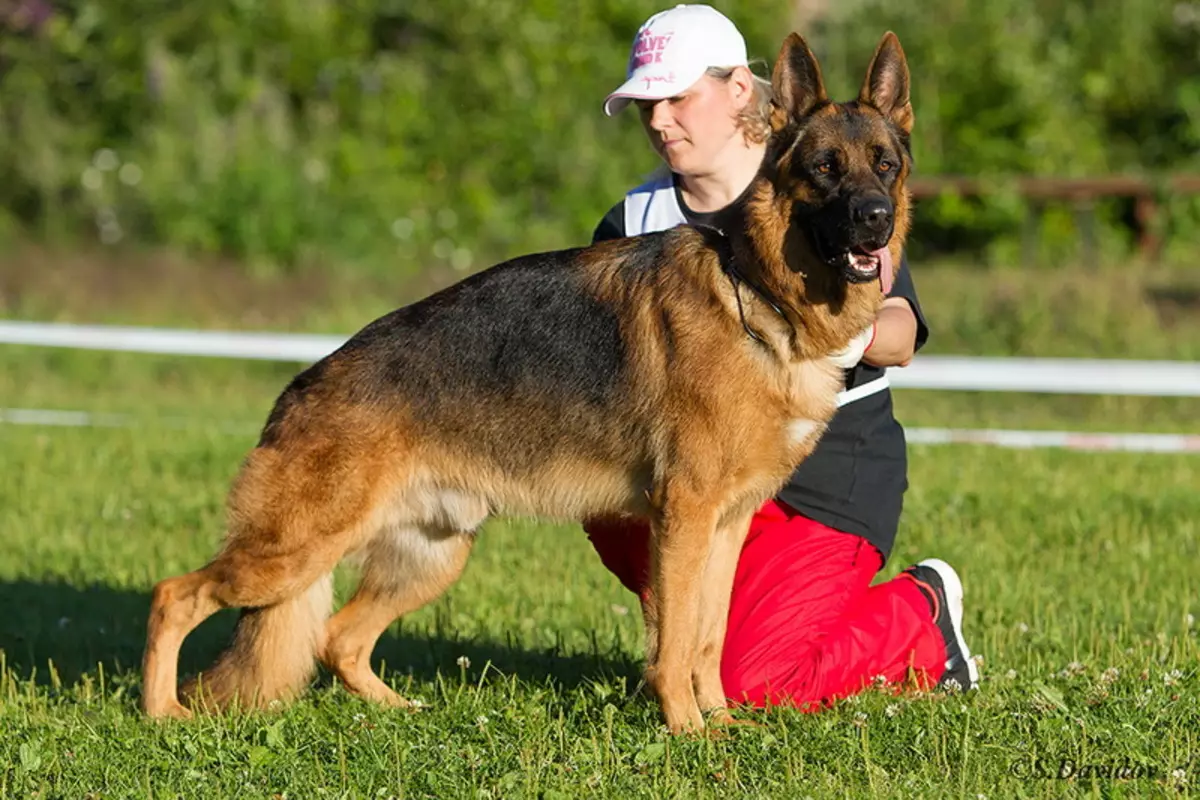 Njemački pastiri (90 fotografija): Kako izgledaju štenci? Karakteristike pasmina, opis karaktera psa, pregleda vlasništva 22956_18