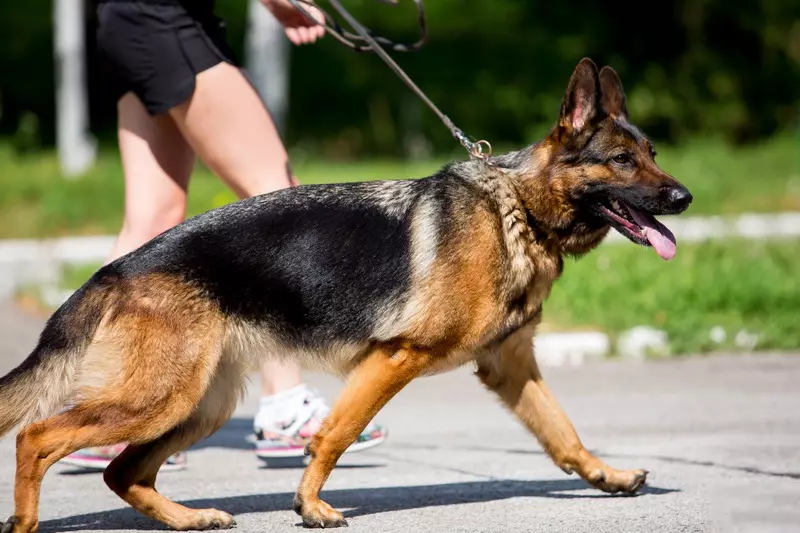 جرمن چرواہا (90 تصاویر): puppies کی طرح کیا نظر آتے ہیں؟ نسل کی خصوصیات، کتے کے کردار کی وضاحت، ملکیت کے جائزے 22956_28