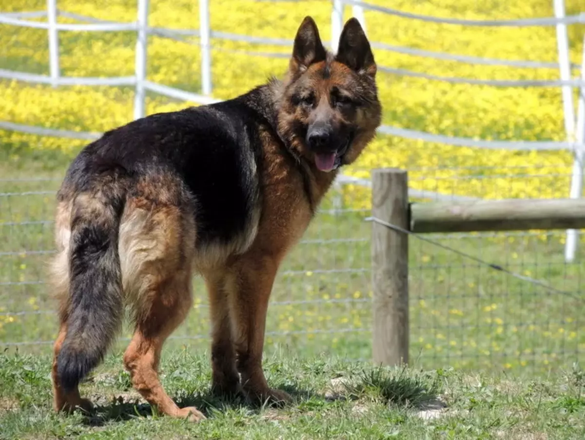 Njemački pastiri (90 fotografija): Kako izgledaju štenci? Karakteristike pasmina, opis karaktera psa, pregleda vlasništva 22956_31