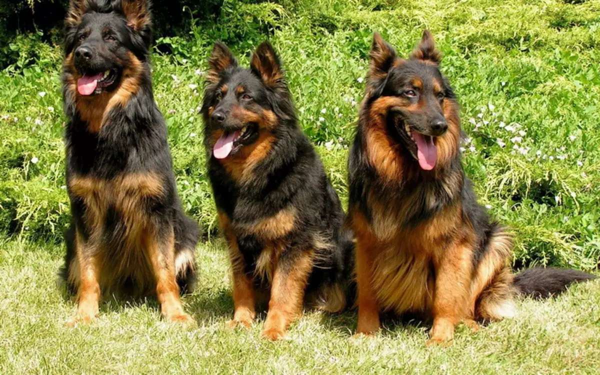 جرمن چرواہا (90 تصاویر): puppies کی طرح کیا نظر آتے ہیں؟ نسل کی خصوصیات، کتے کے کردار کی وضاحت، ملکیت کے جائزے 22956_40