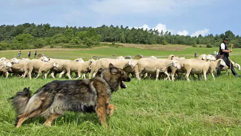 Njemački pastiri (90 fotografija): Kako izgledaju štenci? Karakteristike pasmina, opis karaktera psa, pregleda vlasništva 22956_6