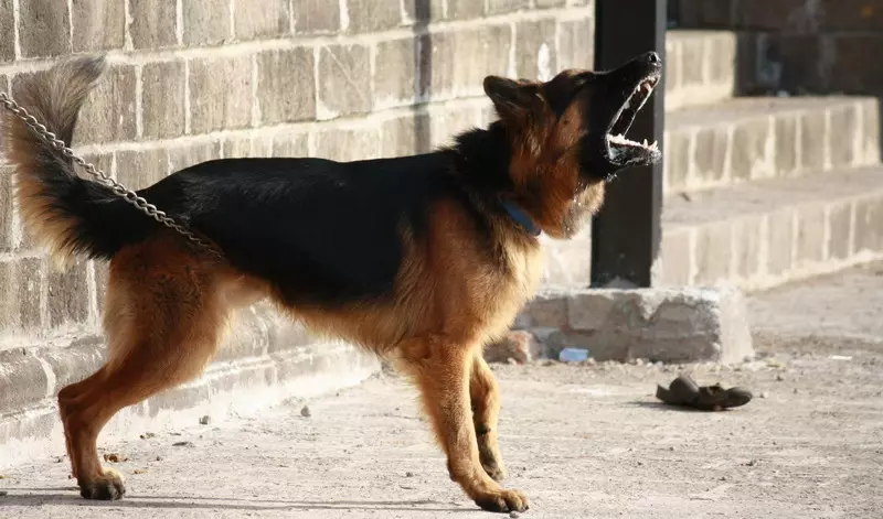 جرمن چرواہا (90 تصاویر): puppies کی طرح کیا نظر آتے ہیں؟ نسل کی خصوصیات، کتے کے کردار کی وضاحت، ملکیت کے جائزے 22956_69