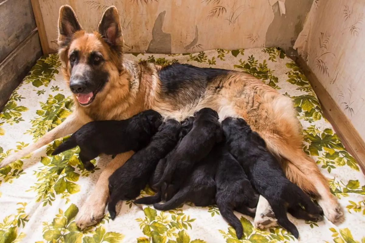 جرمن چرواہا (90 تصاویر): puppies کی طرح کیا نظر آتے ہیں؟ نسل کی خصوصیات، کتے کے کردار کی وضاحت، ملکیت کے جائزے 22956_70