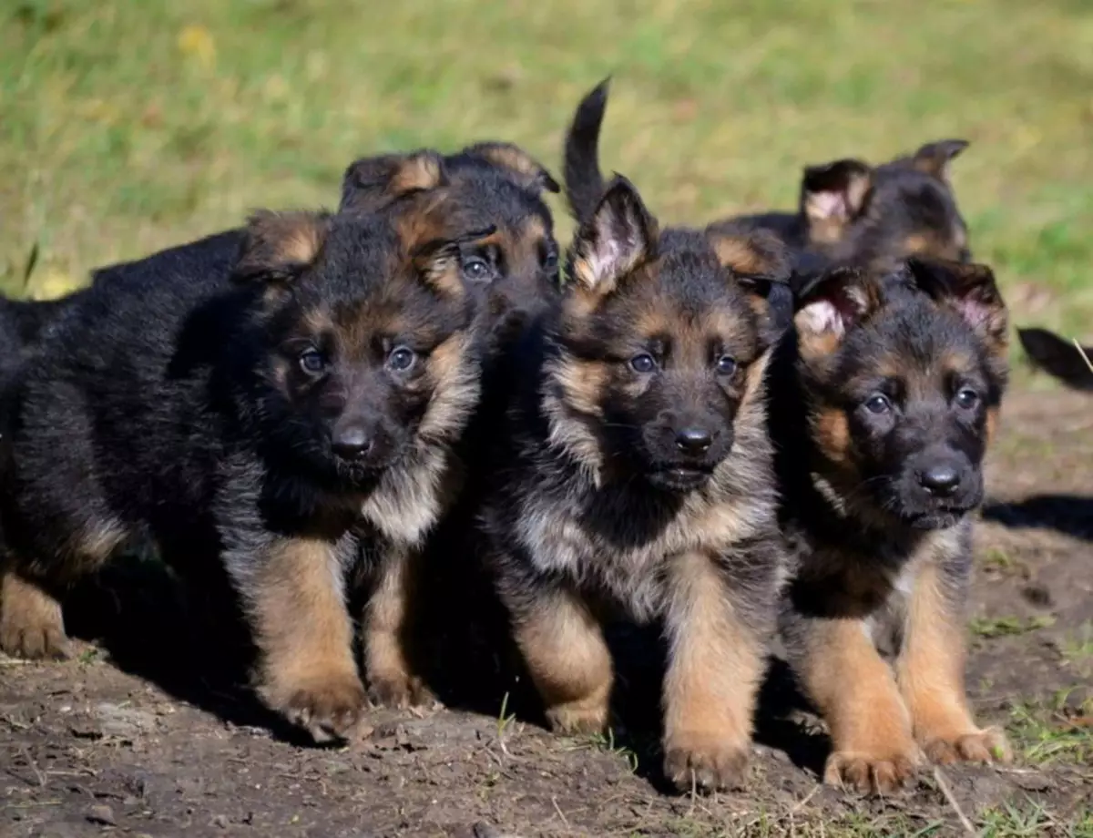 Njemački pastiri (90 fotografija): Kako izgledaju štenci? Karakteristike pasmina, opis karaktera psa, pregleda vlasništva 22956_71