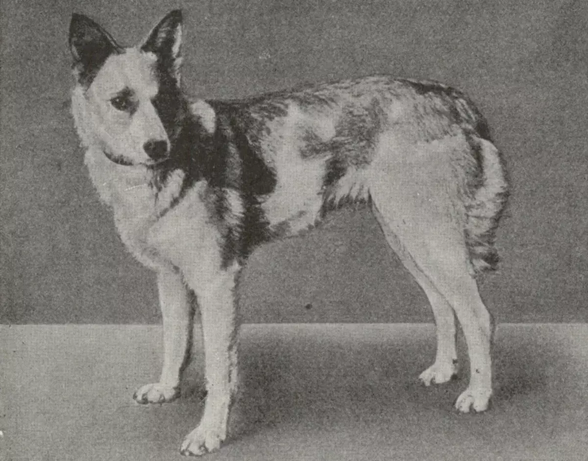 Njemački pastiri (90 fotografija): Kako izgledaju štenci? Karakteristike pasmina, opis karaktera psa, pregleda vlasništva 22956_8