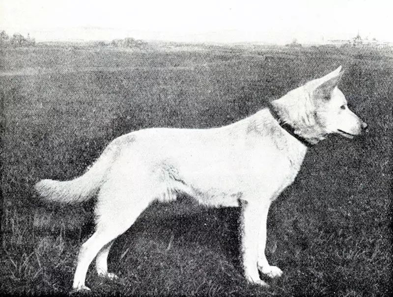 Njemački pastiri (90 fotografija): Kako izgledaju štenci? Karakteristike pasmina, opis karaktera psa, pregleda vlasništva 22956_9